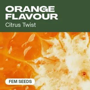 Orange Flavour