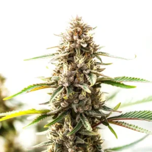 Tangie x Chocolope