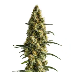 Tropi BCN x Pineapple Sherbet Regular