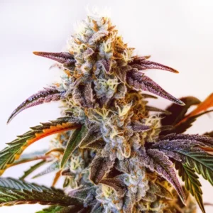 Watermelon Z OG