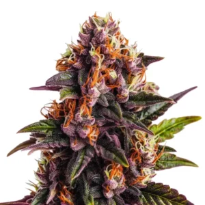 Wedding Cake x Forbidden Fruit