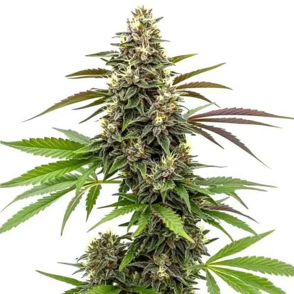 White AK 47