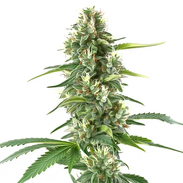 White Amnesia