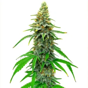 White Rhino Regular