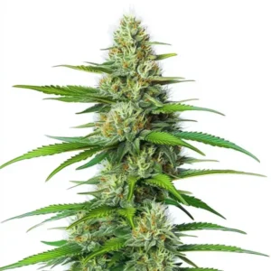 White Widow Regular