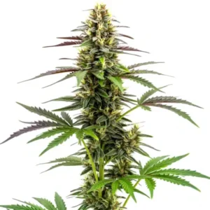 White Widow x Ak47 Fast Version