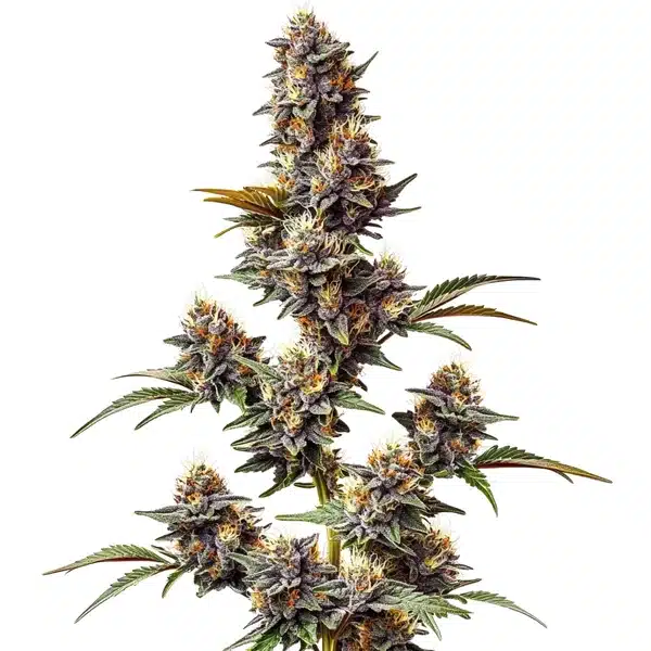 White Widow x Crystal Meth Auto
