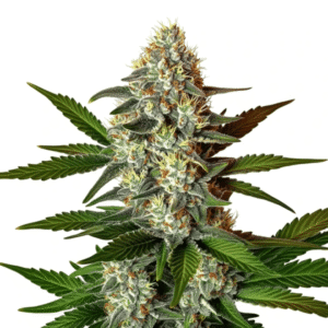 Z OG 2.0 Cannabis Extraction