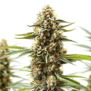 Z OG x Gorilla Autoflower