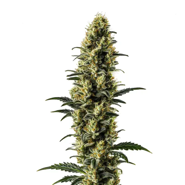 Z OG Auto