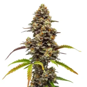 Z OG x Bruce Banner Regular