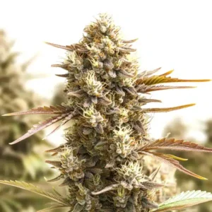 American Haze