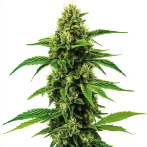 Banana Z OG
