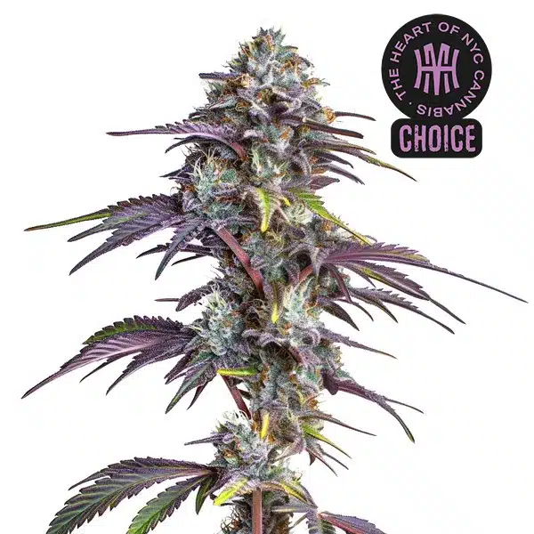 Blackberry Moonrocks HMC Edition