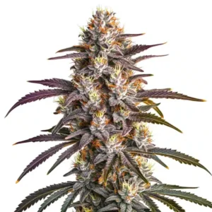 Blueberry x GG4
