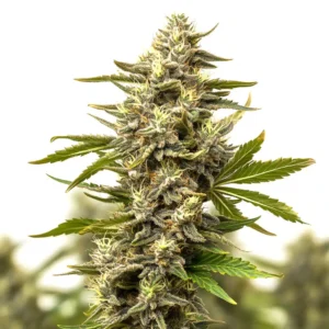 Cinderella 99 x Jack Herer