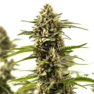 Cinderella 99 x Purple Kush