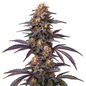 Do si dos x Zkittlez