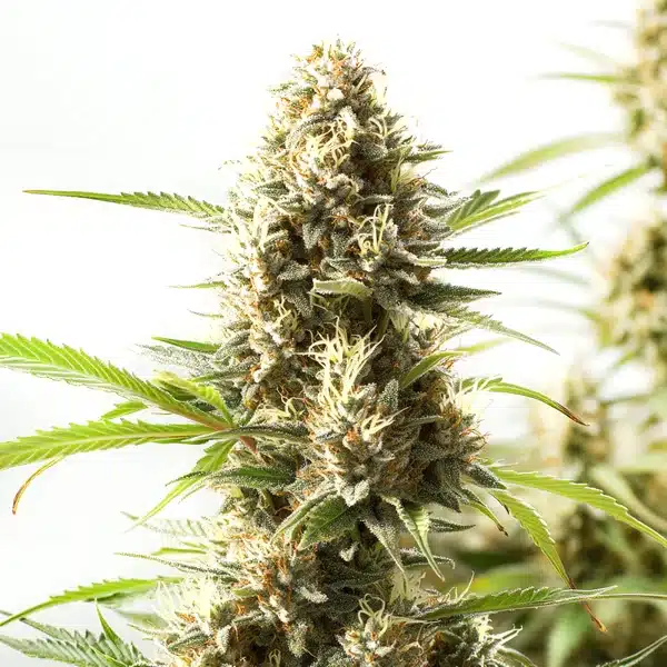 Fire Kush