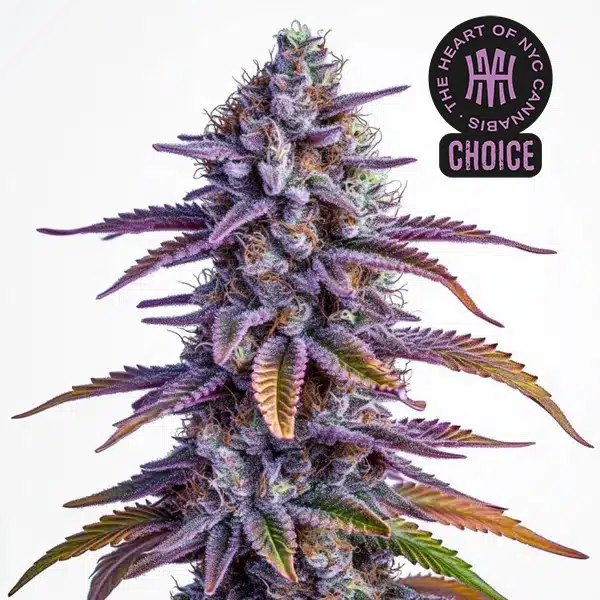 Glookies Autoflower HMC Edition