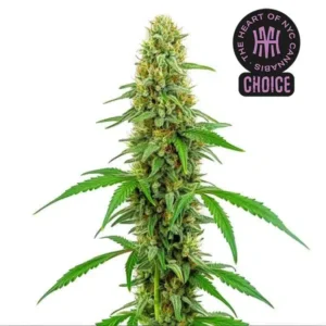 Green Crack HMC Edition