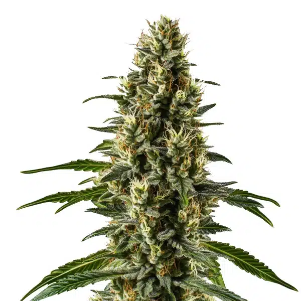 Herijuana