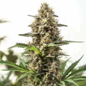 Holy Grail Og