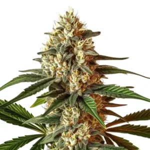 Kush Mints Auto