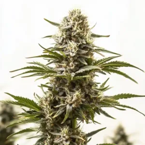 Northern Lights x Mazar