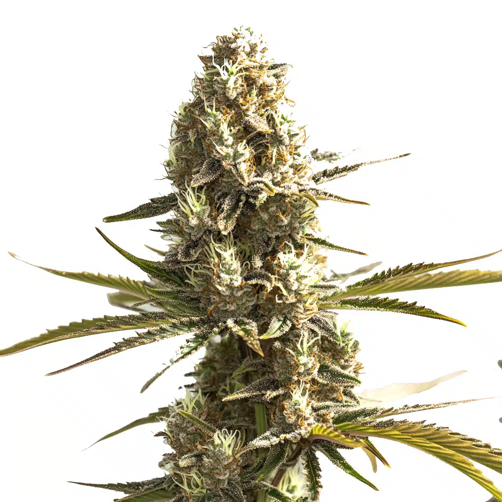 OG Kush x Hash Plant