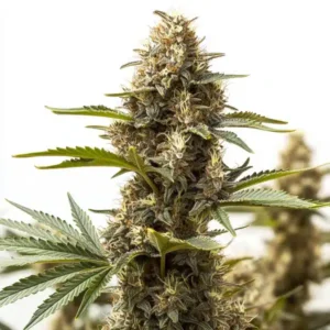 Peyote Super Lemon Haze