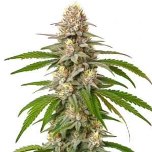 Pineapple Express