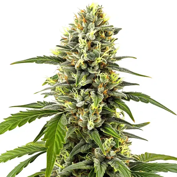 Platinum OG