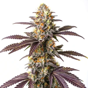 Purple Cookie Kush