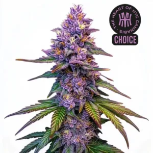 Purple Lemonade Autoflower HMC Edition