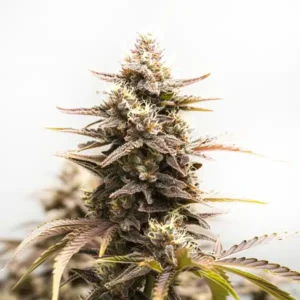 Rainbow Sherbet Auto