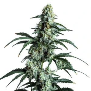 Sour Diesel
