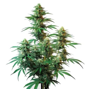 Sour Diesel Autoflower