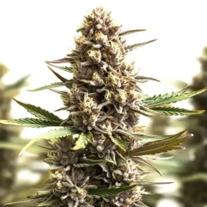 Sunset Sherbet Auto