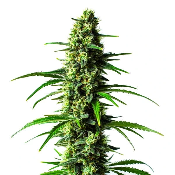 Super Skunk