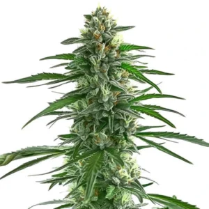 Trainwreck