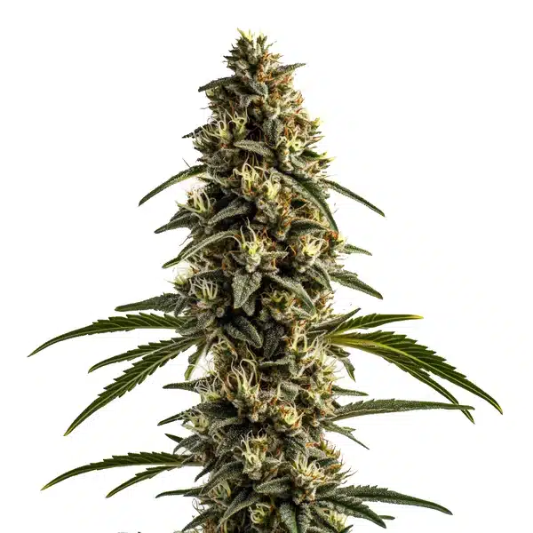 White OG Kush