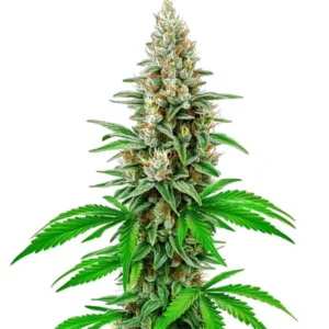 White Rhino Auto