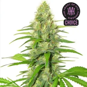 White Widow HMC Edition