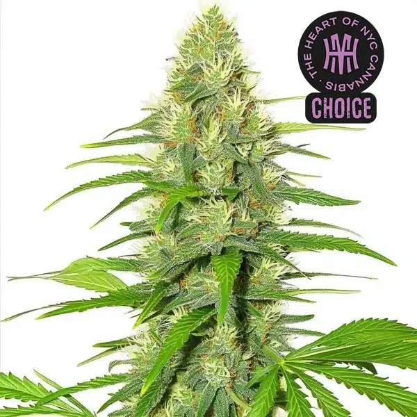 White Widow HMC Edition